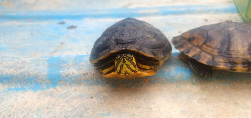  - Țestoase cu tâmple galbene de vânzare