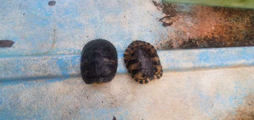  - Țestoase cu tâmple galbene de vânzare