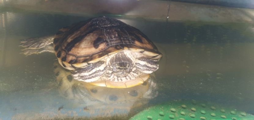  - Țestoase cu tâmple galbene de vânzare