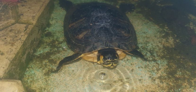  - Țestoase cu tâmple galbene de vânzare