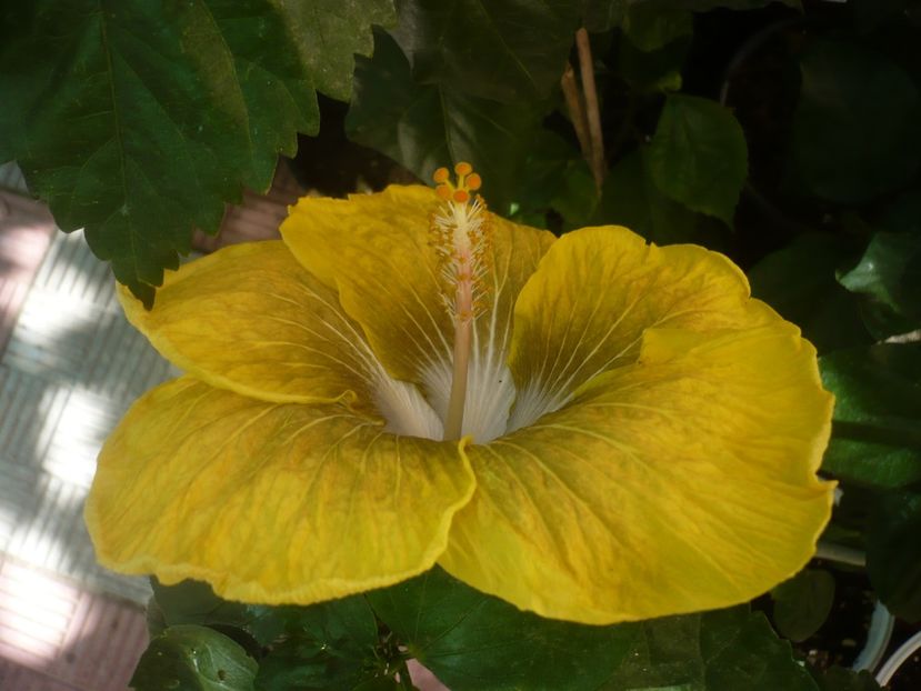 22.07.2020 - HIBISCUSI 2020-2