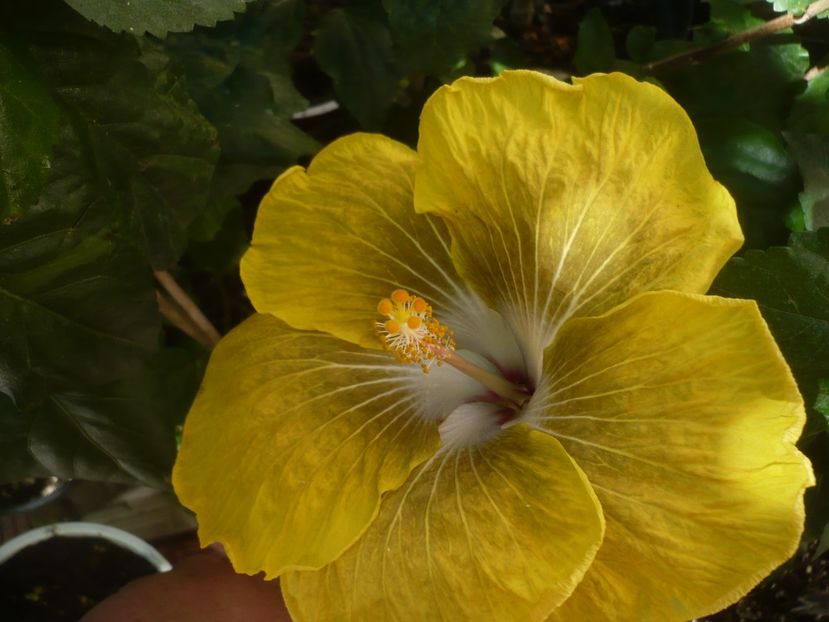 P1450094 - HIBISCUSI 2020-2