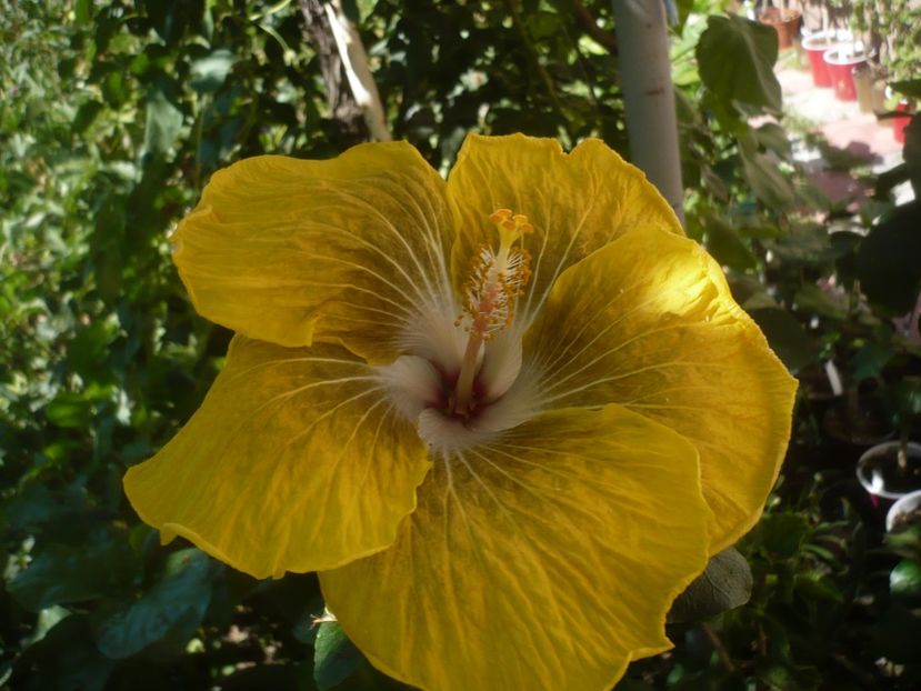 P1450095 - HIBISCUSI 2020-2