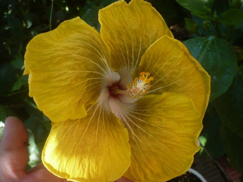 P1450096 - HIBISCUSI 2020-2