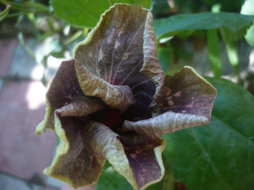 P1450100 - HIBISCUSI 2020-2