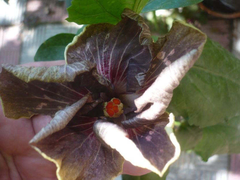 P1450101 - HIBISCUSI 2020-2