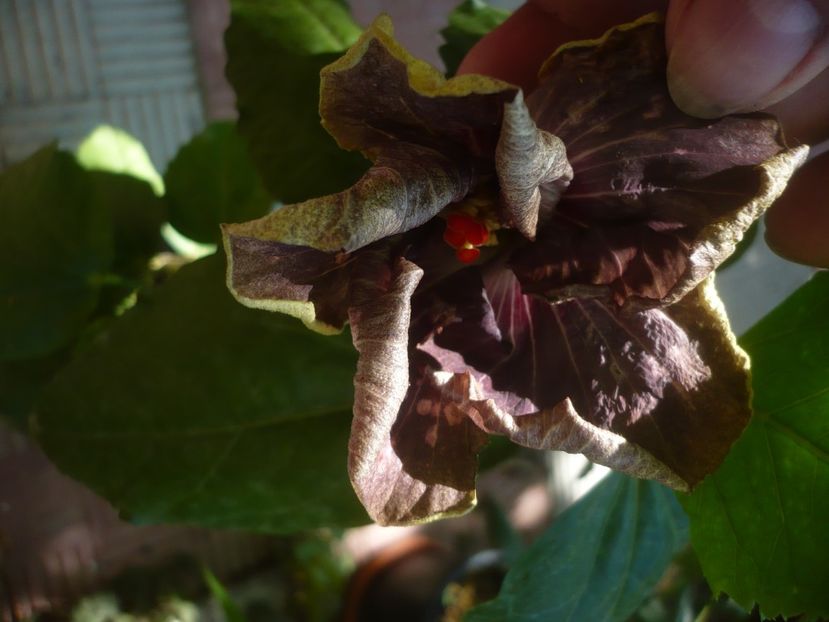 P1450102 - HIBISCUSI 2020-2