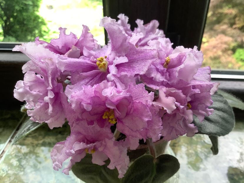 744F780F-DA5C-45DD-910D-4293C21FAE3A - PT Rosalyn