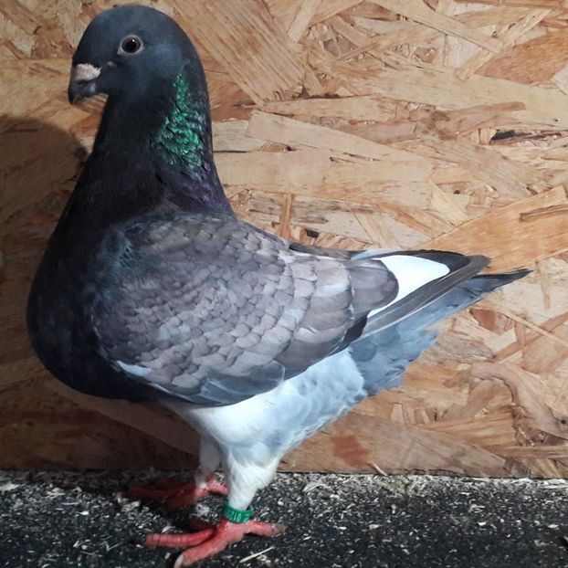  - 3---AGH DAȚI 2019 - 2025