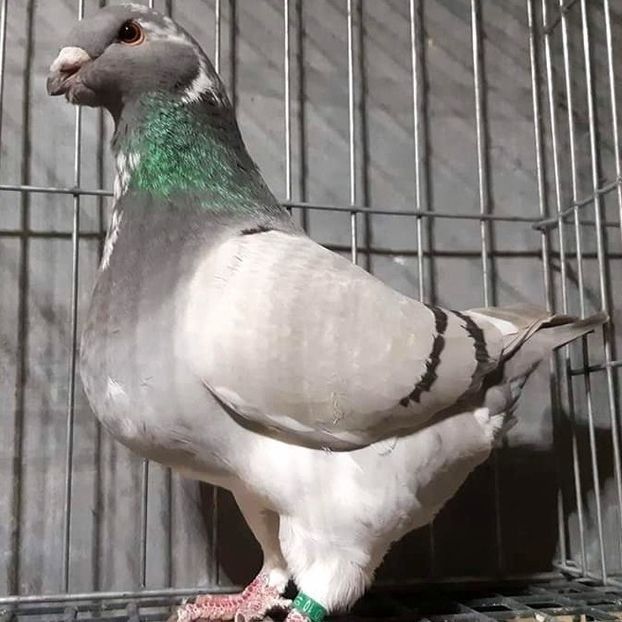  - 3---AGH DAȚI 2019 - 2025