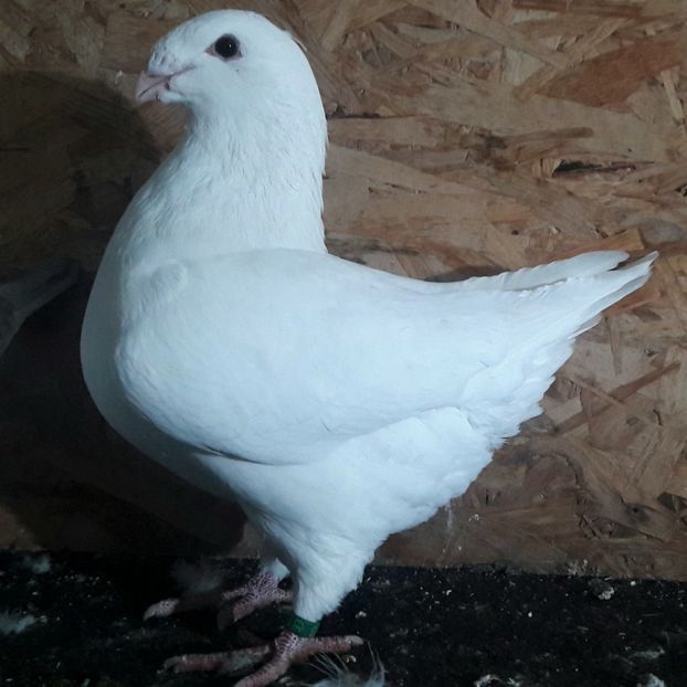  - 3---AGH DAȚI 2019 - 2025