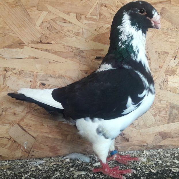  - 3---AGH DAȚI 2019 - 2025