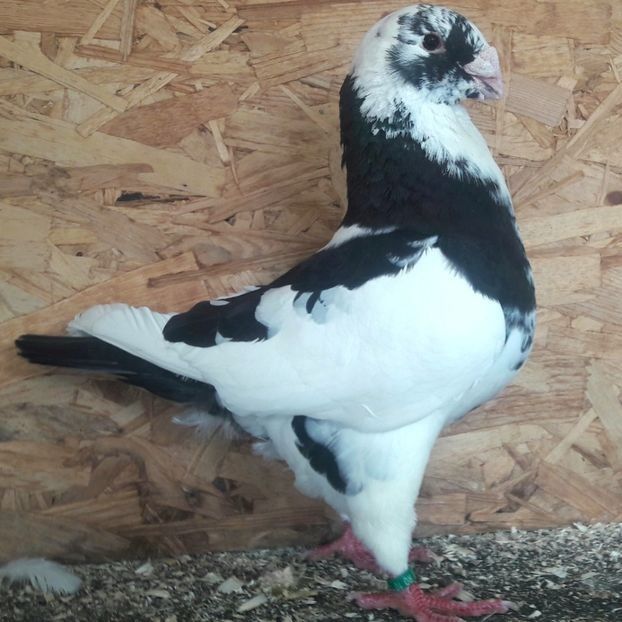  - 3---AGH DAȚI 2019 - 2025