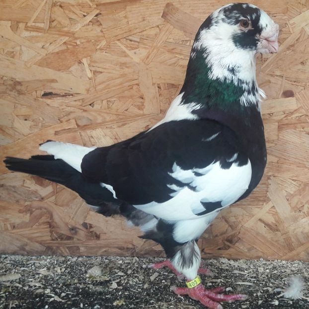  - 3---AGH DAȚI 2019 - 2025