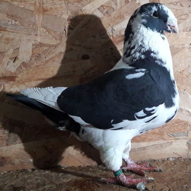  - 3---AGH DAȚI 2019 - 2025