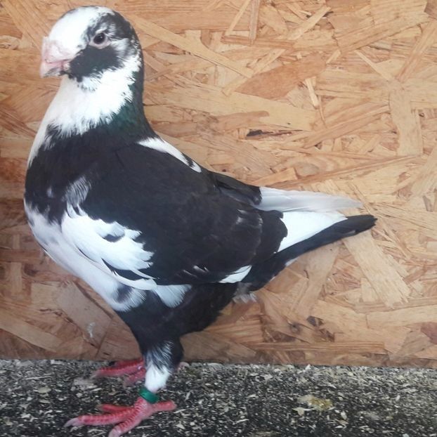  - 3---AGH DAȚI 2019 - 2025