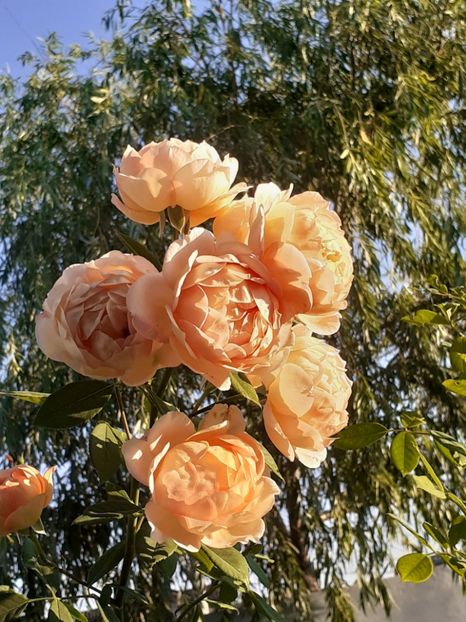  - Lady of Shalott 2020