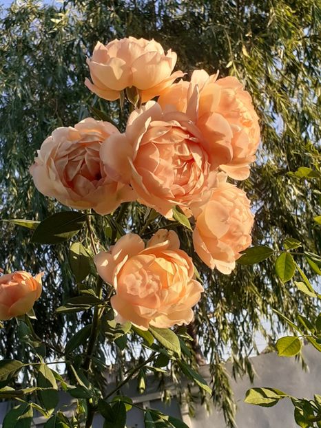  - Lady of Shalott 2020