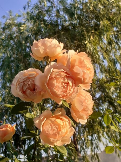  - Lady of Shalott 2020