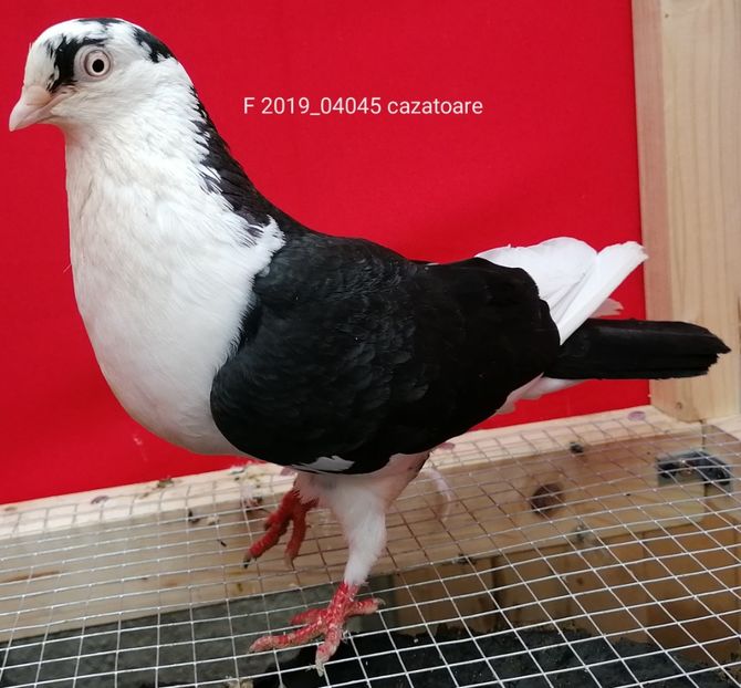  - porumbei care mi-au apartinut