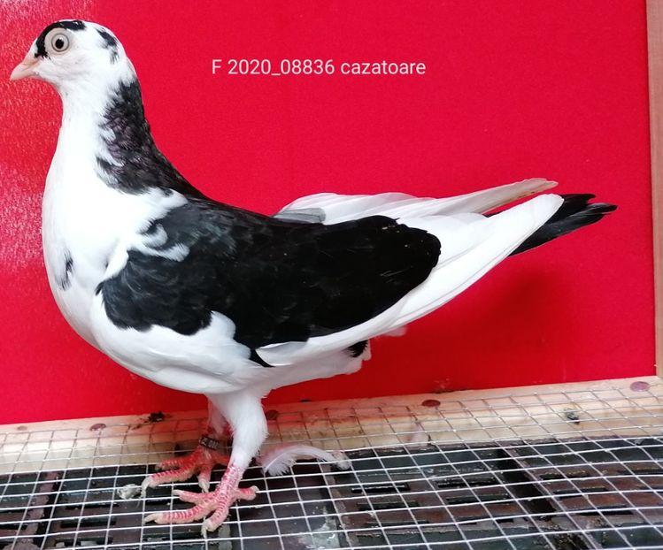  - porumbei care mi-au apartinut