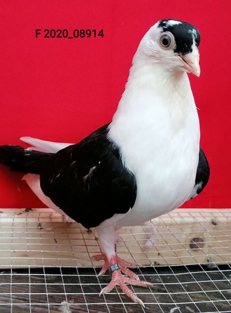  - porumbei care mi-au apartinut