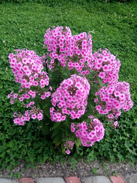 Roz de la Doinița - 0- PHLOX - ECHINACEA- RUDBECKIA- si alte perene