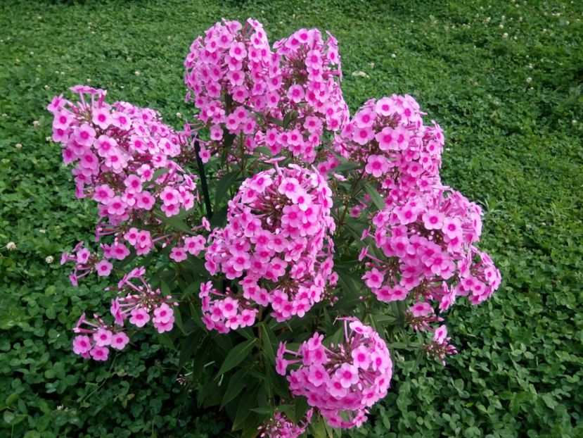 - 0- PHLOX - ECHINACEA- RUDBECKIA- si alte perene