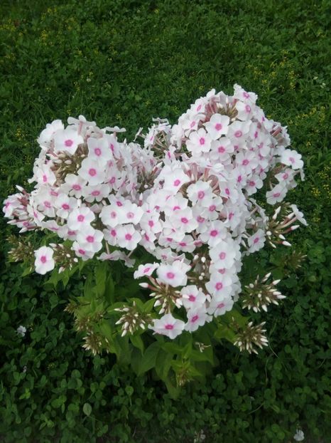 Graf Zeppelin - 0- PHLOX - ECHINACEA- RUDBECKIA- si alte perene