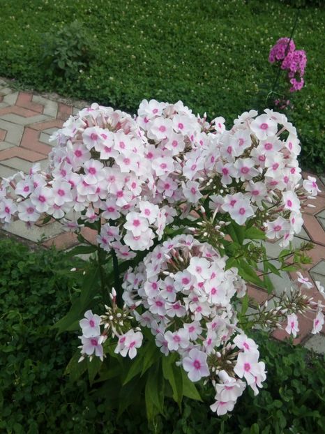  - 0- PHLOX - ECHINACEA- RUDBECKIA- si alte perene