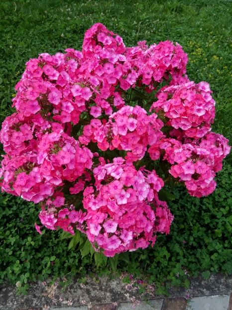 Roz somon - 0- PHLOX - ECHINACEA- RUDBECKIA- si alte perene