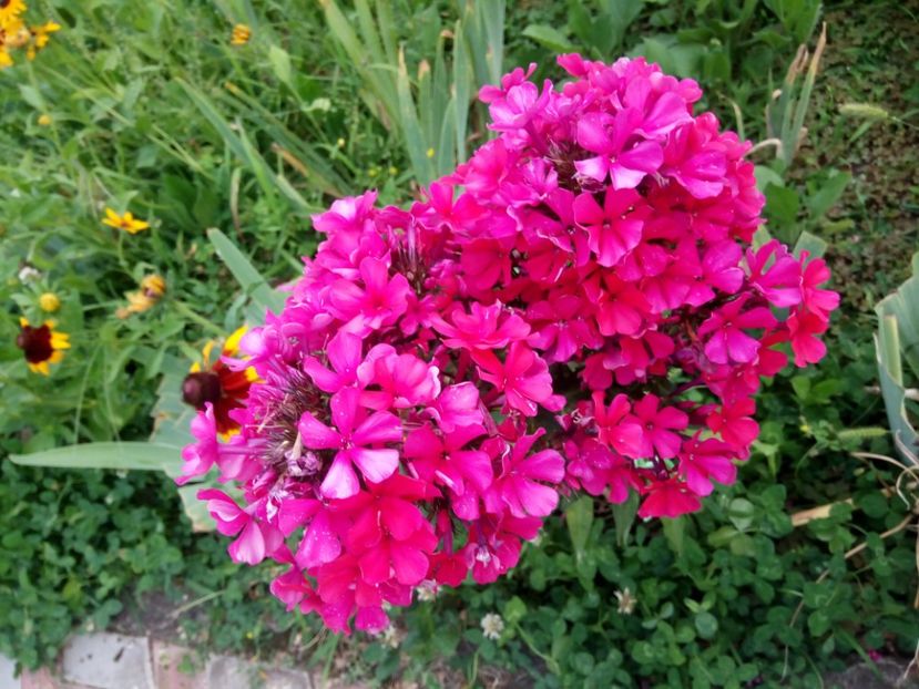 Star fire - 0- PHLOX - ECHINACEA- RUDBECKIA- si alte perene