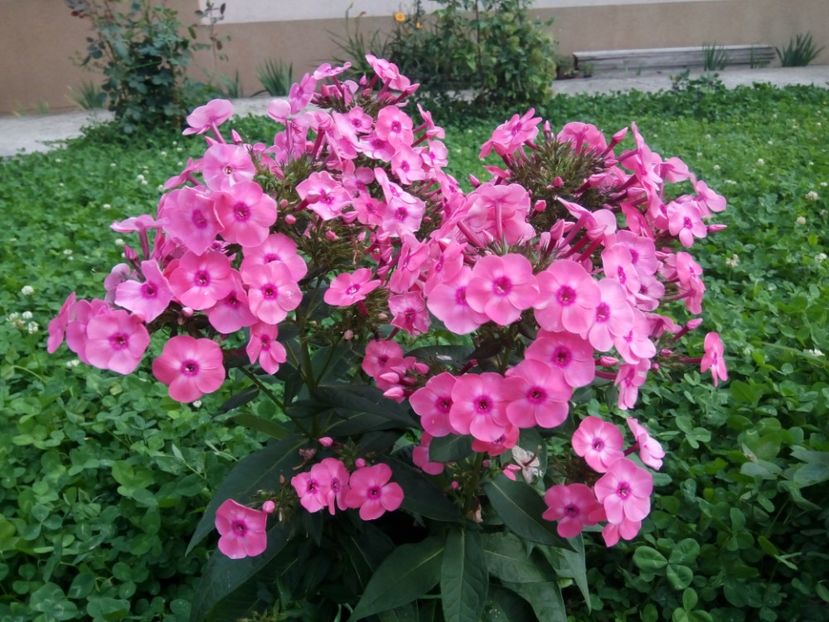 Roz  cu ochi-mai scund - 0- PHLOX - ECHINACEA- RUDBECKIA- si alte perene
