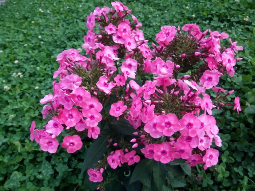  - 0- PHLOX - ECHINACEA- RUDBECKIA- si alte perene