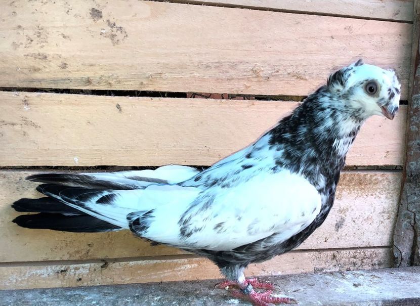 8685  mascul  2020_1 - pui 2020 BM