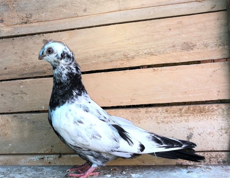 8685  mascul  2020_2 - pui 2020 BM