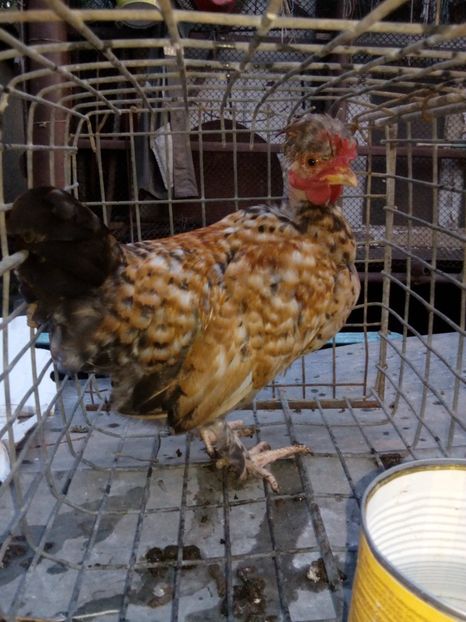  - gât golaș moțaț pitic