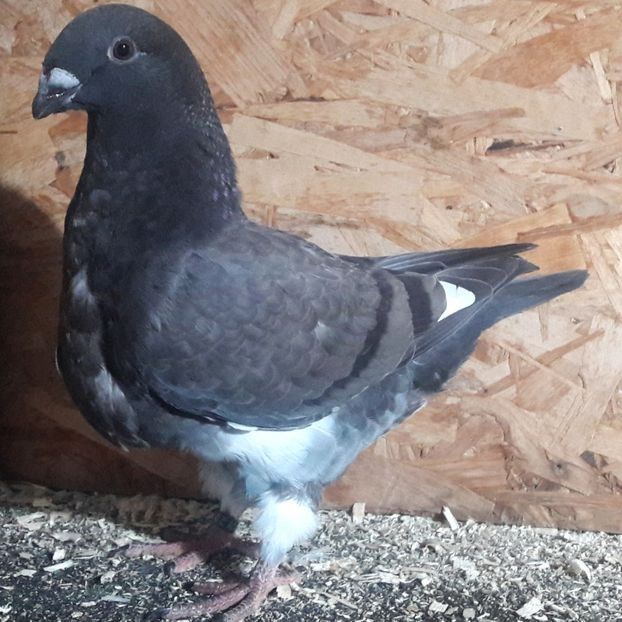  - 3---AGH DAȚI 2019 - 2025