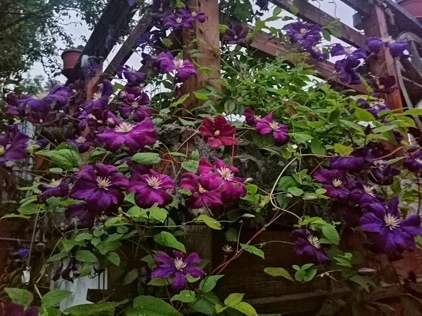  - Clematis