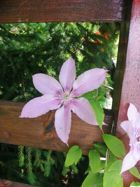  - Clematis