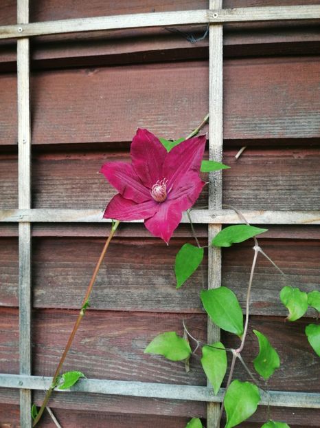  - Clematis