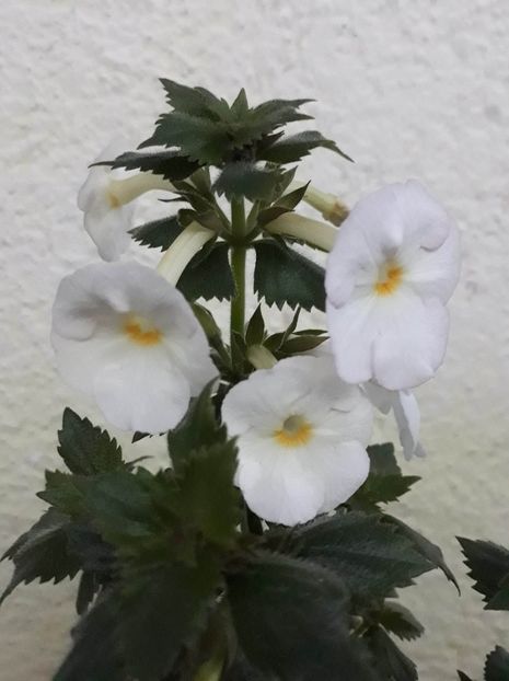  - R21 - BRID s GWINDI