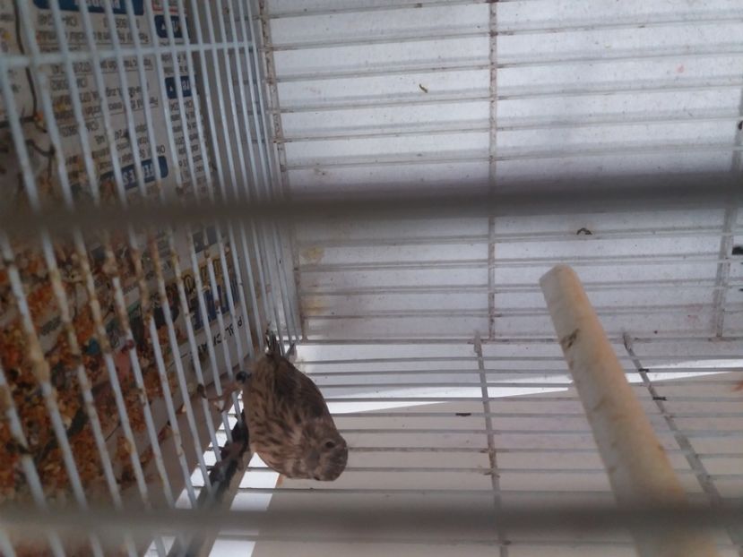  - pui hibrizi petrusi 2020