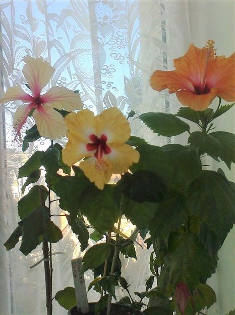 13701199_1160021737351315_2025253959315168739_o - HIBISCUSI 1-2020