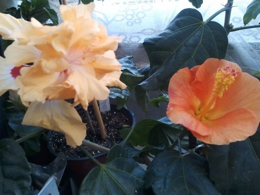 20157981_1522948377725314_2637231190321157035_o - HIBISCUSI 1-2020