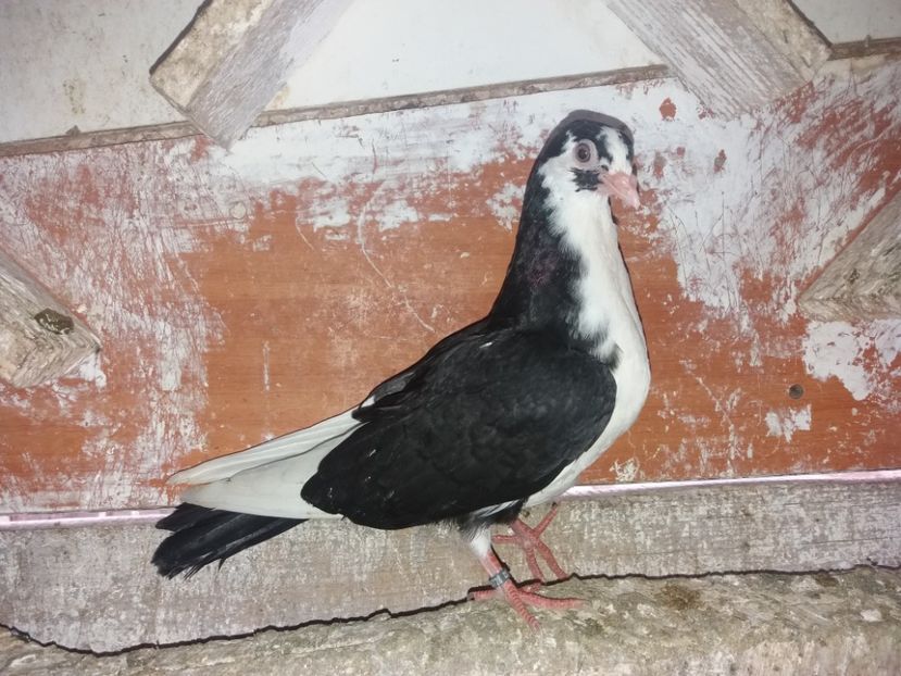 8728  mascul  2020 - Plecați ALBUM 3