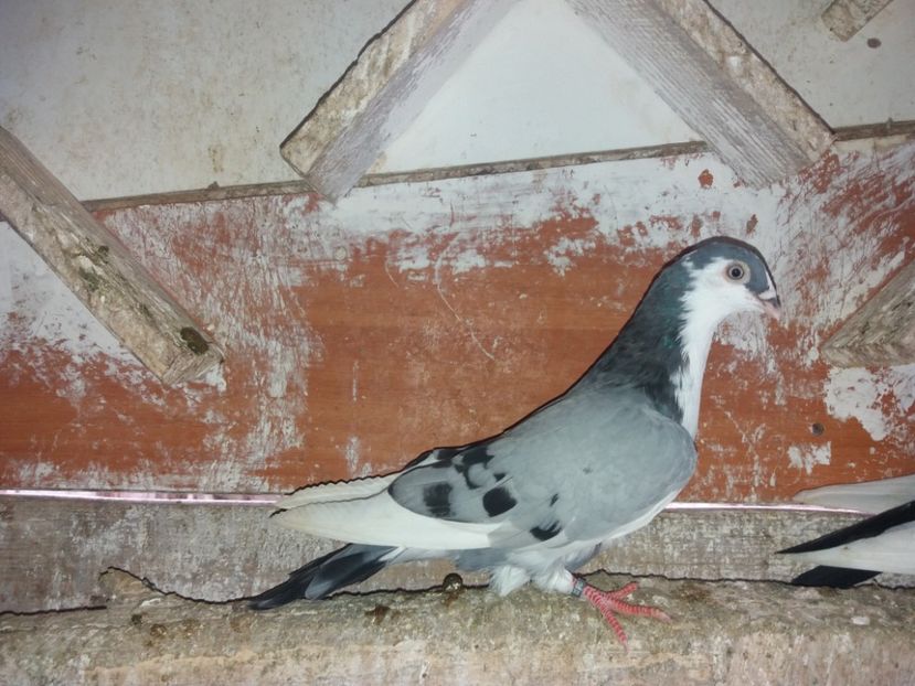 8541  mascul  2020 - Plecați ALBUM 3