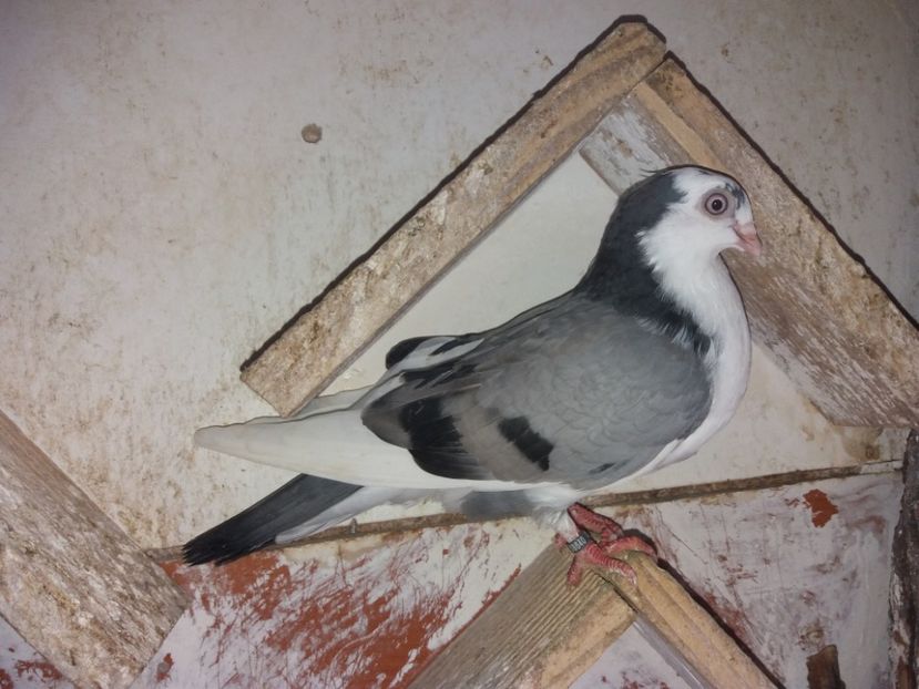 8640  femelă  2020 - Plecați ALBUM 3