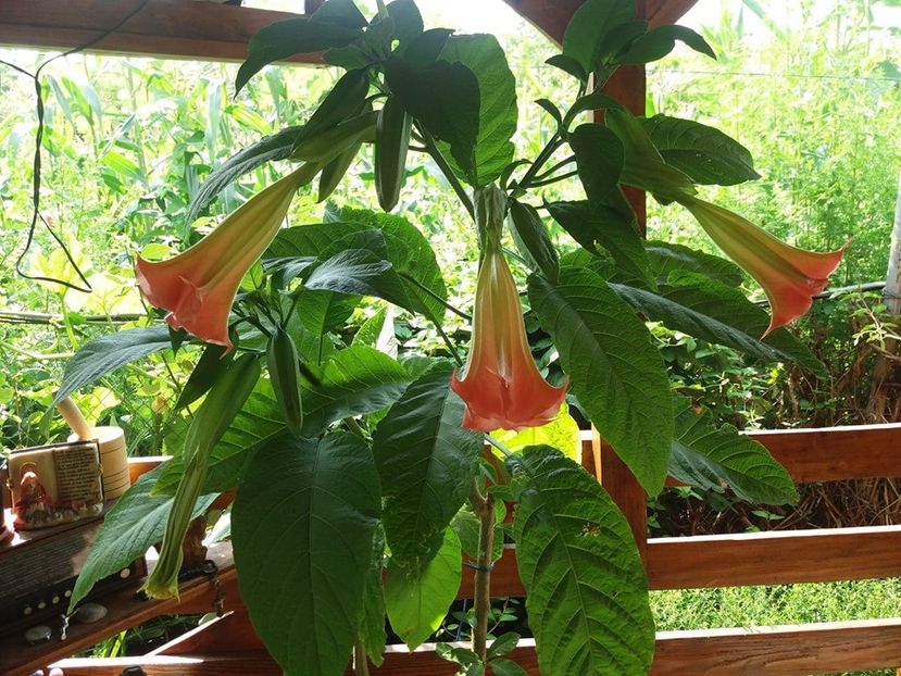  - Brugmasia si datura
