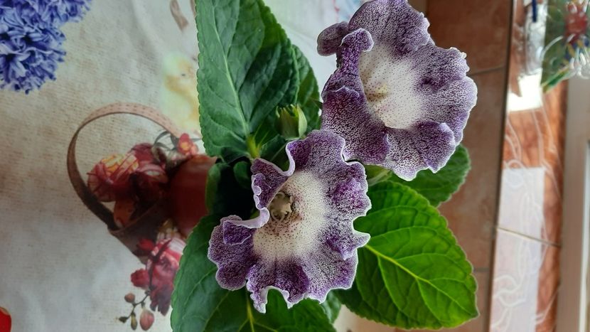 Tigrina  blue - diverse flori 2020